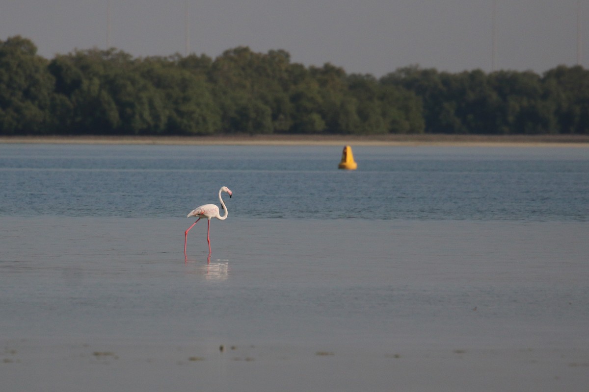 Greater Flamingo - ML610619297