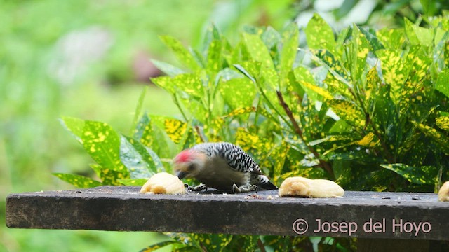 Red-crowned Woodpecker - ML610619300