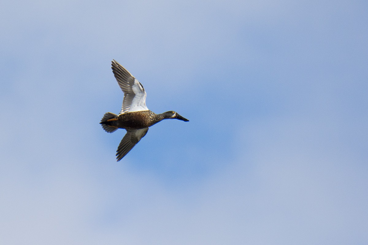 Australasian Shoveler - ML610619305