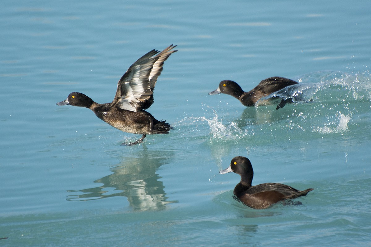 New Zealand Scaup - ML610619312