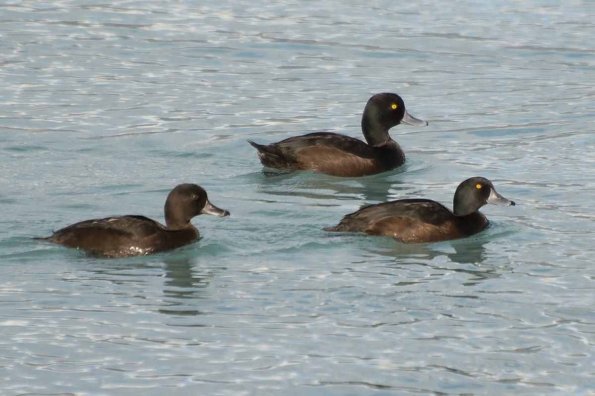 New Zealand Scaup - ML610619313