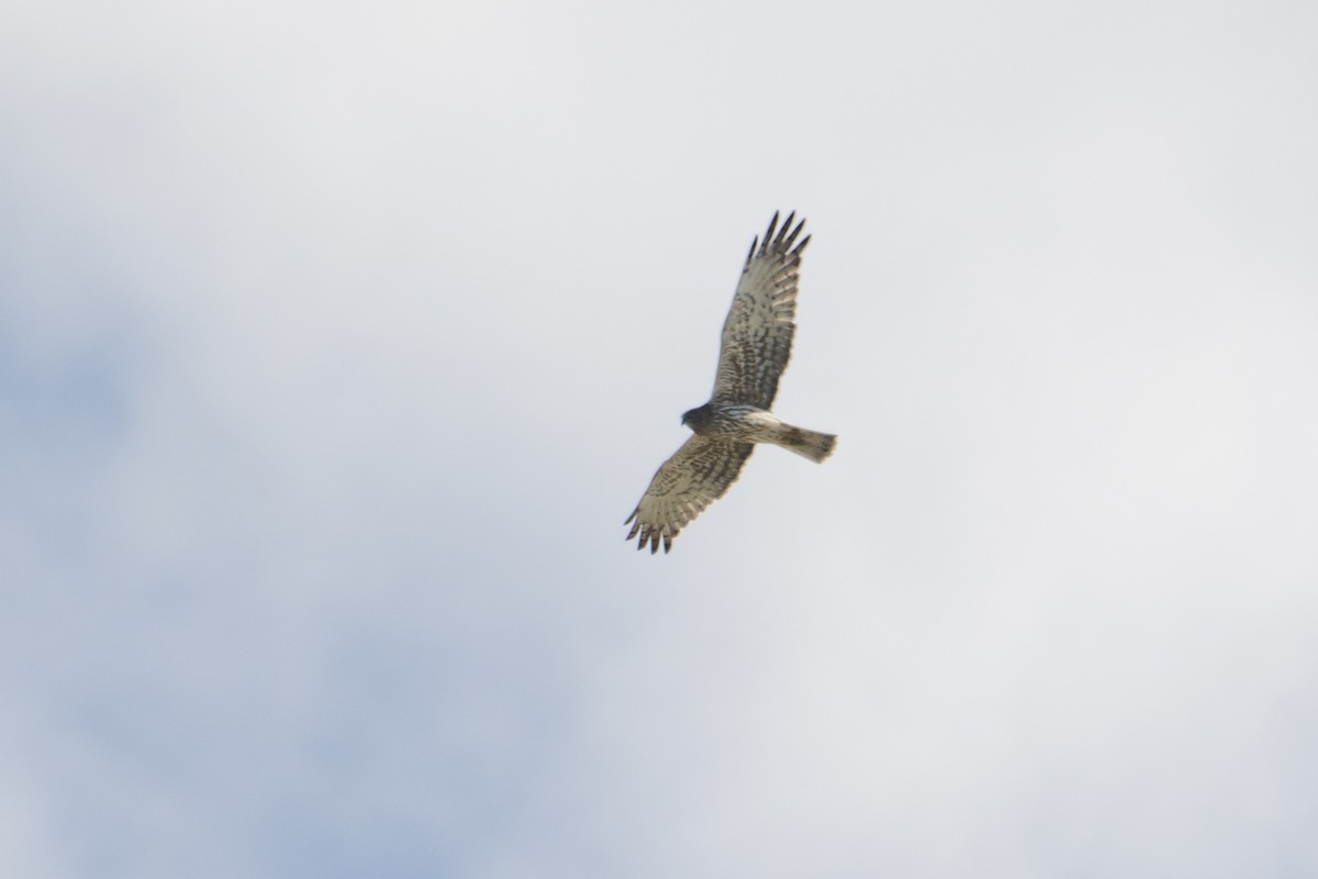 Swamp Harrier - ML610619335