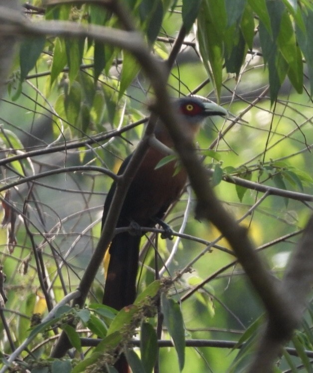 Chestnut-breasted Malkoha - dominic chartier🦤