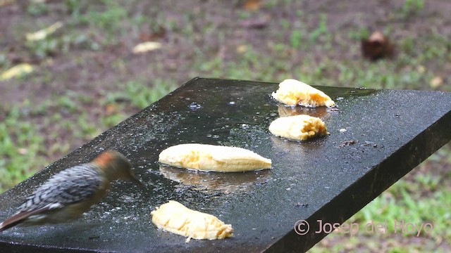 Red-crowned Woodpecker - ML610619376