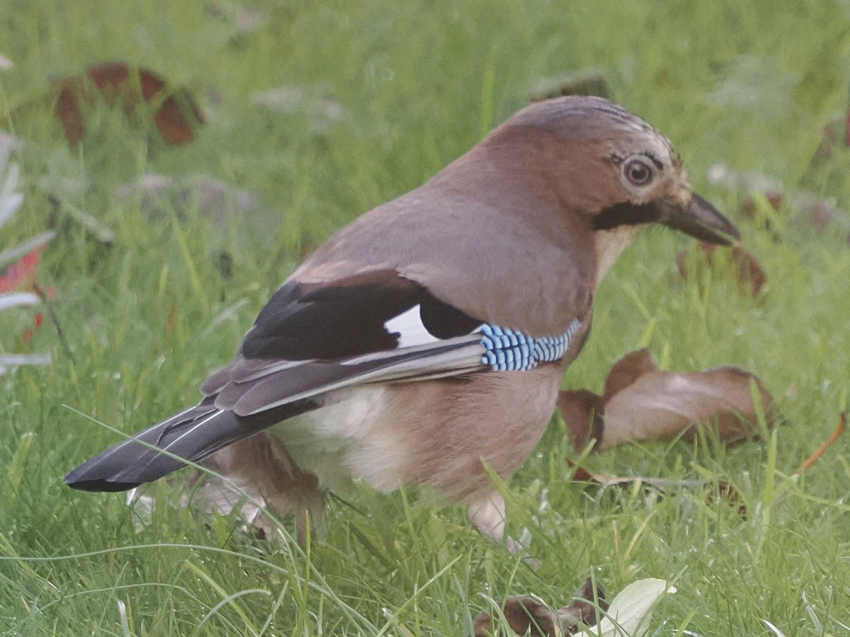 Eurasian Jay - ML610619379