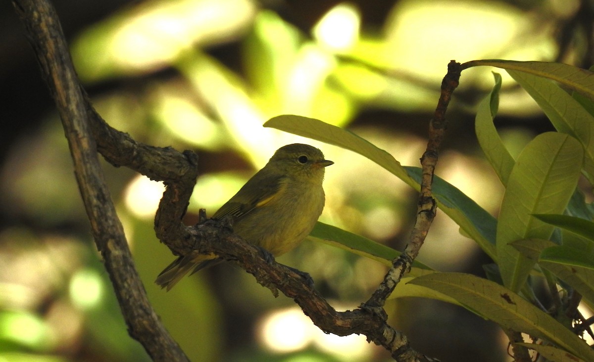 Yellow-browed Tit - ML610619461