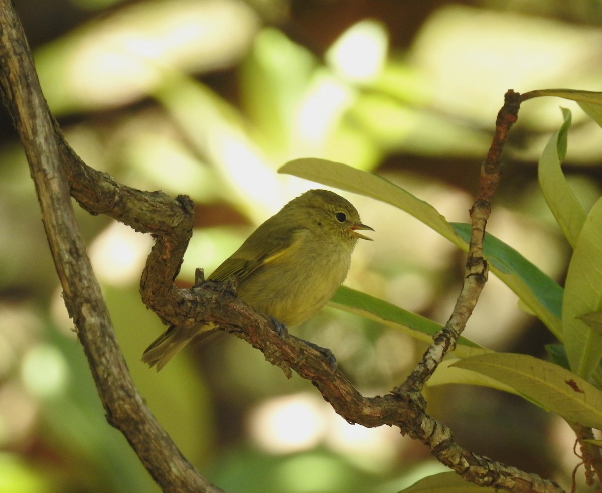 Yellow-browed Tit - ML610619464