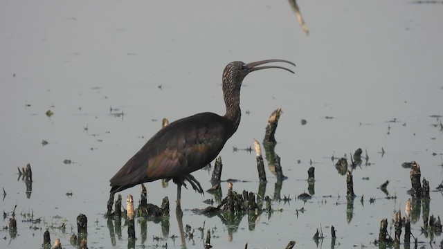 ibis hnědý - ML610619520