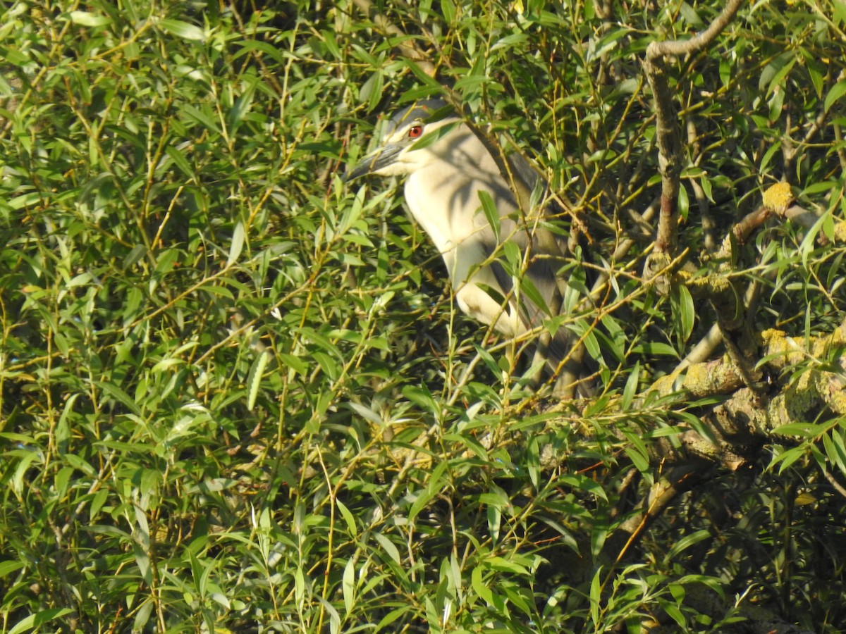 Black-crowned Night Heron - ML610619530