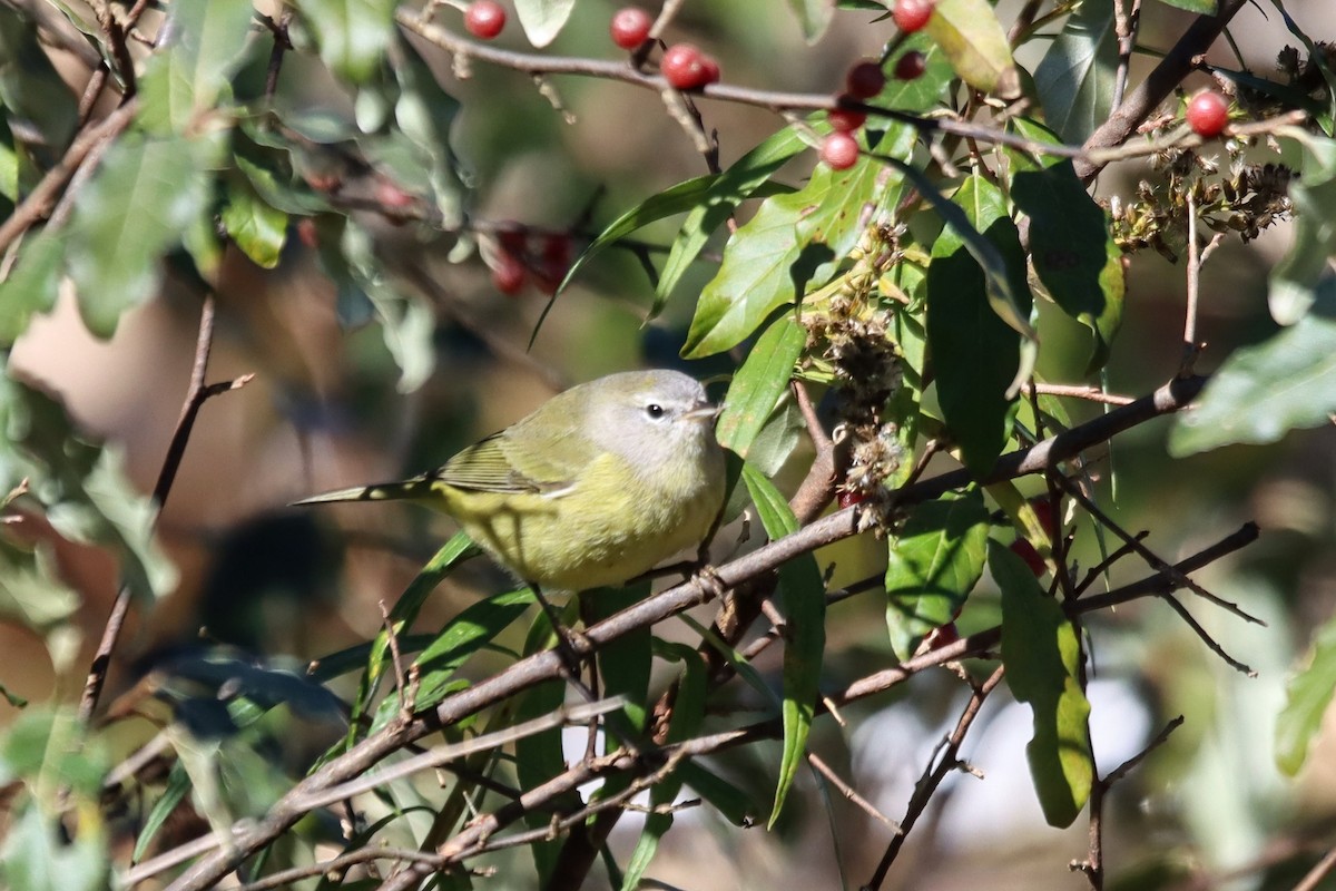 Orange-crowned Warbler - ML610619546