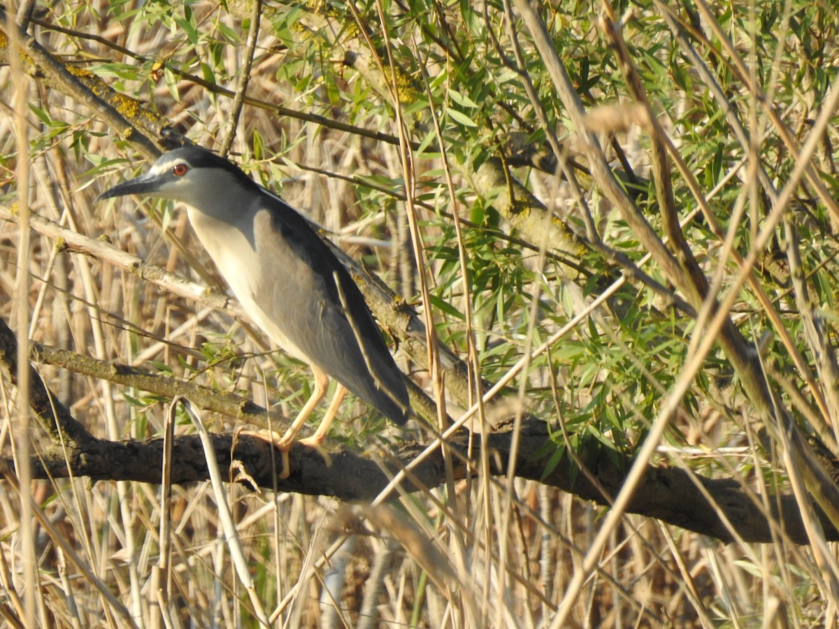 Black-crowned Night Heron - Zeynep Sever