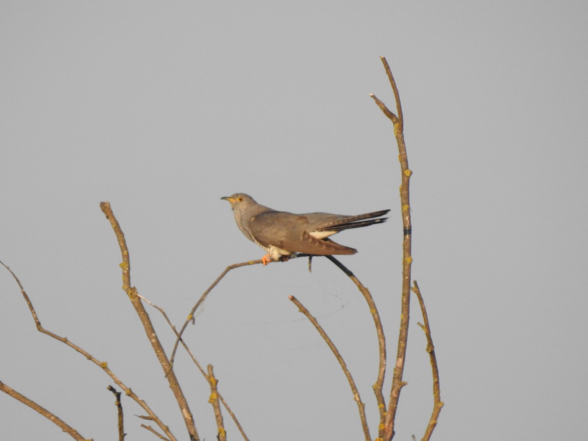 Common Cuckoo - ML610619626