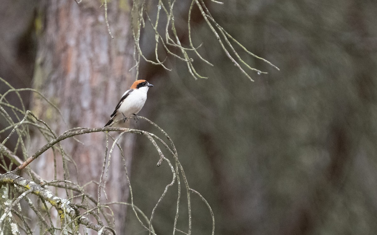 Woodchat Shrike - ML610619663