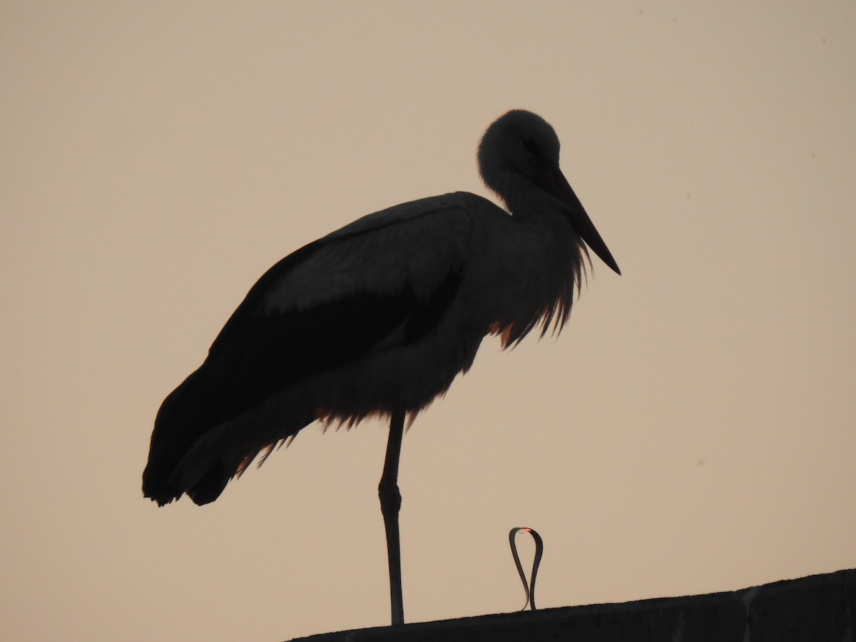 White Stork - ML610619729