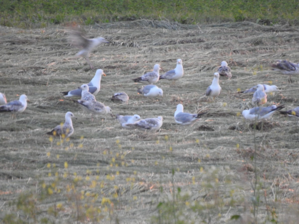 Yellow-legged Gull - Zeynep Sever