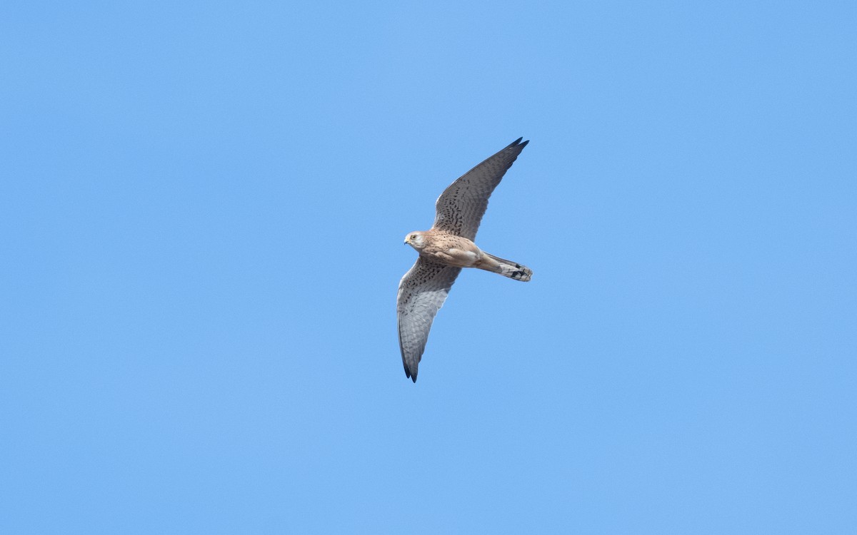 Lesser Kestrel - ML610619787