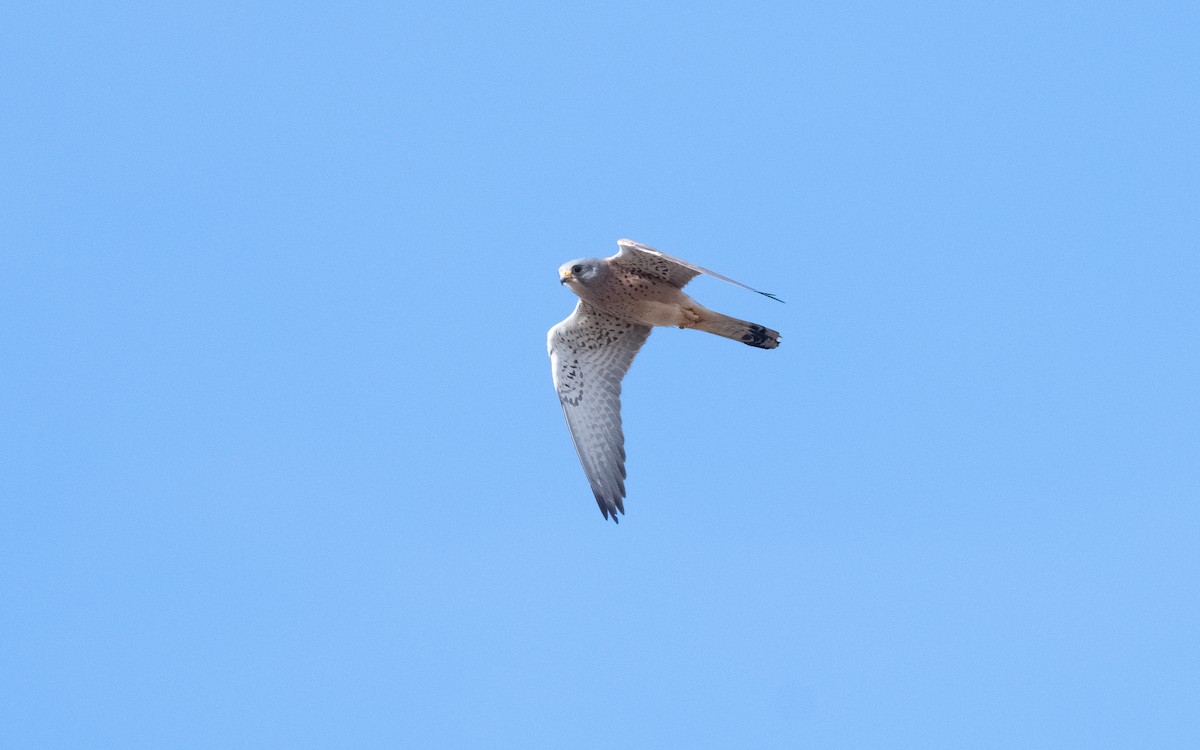 Lesser Kestrel - ML610619788