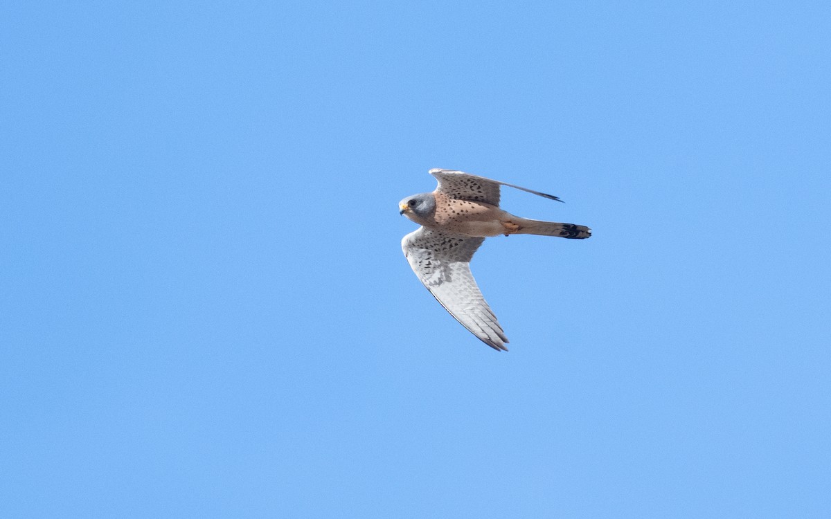 Lesser Kestrel - ML610619789