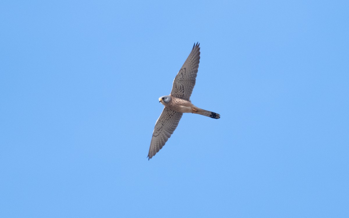 Lesser Kestrel - ML610619790
