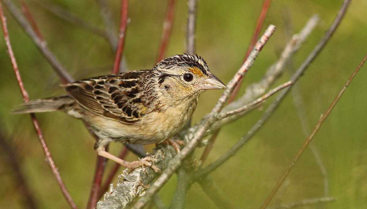 Grasshopper Sparrow - Luke Seitz