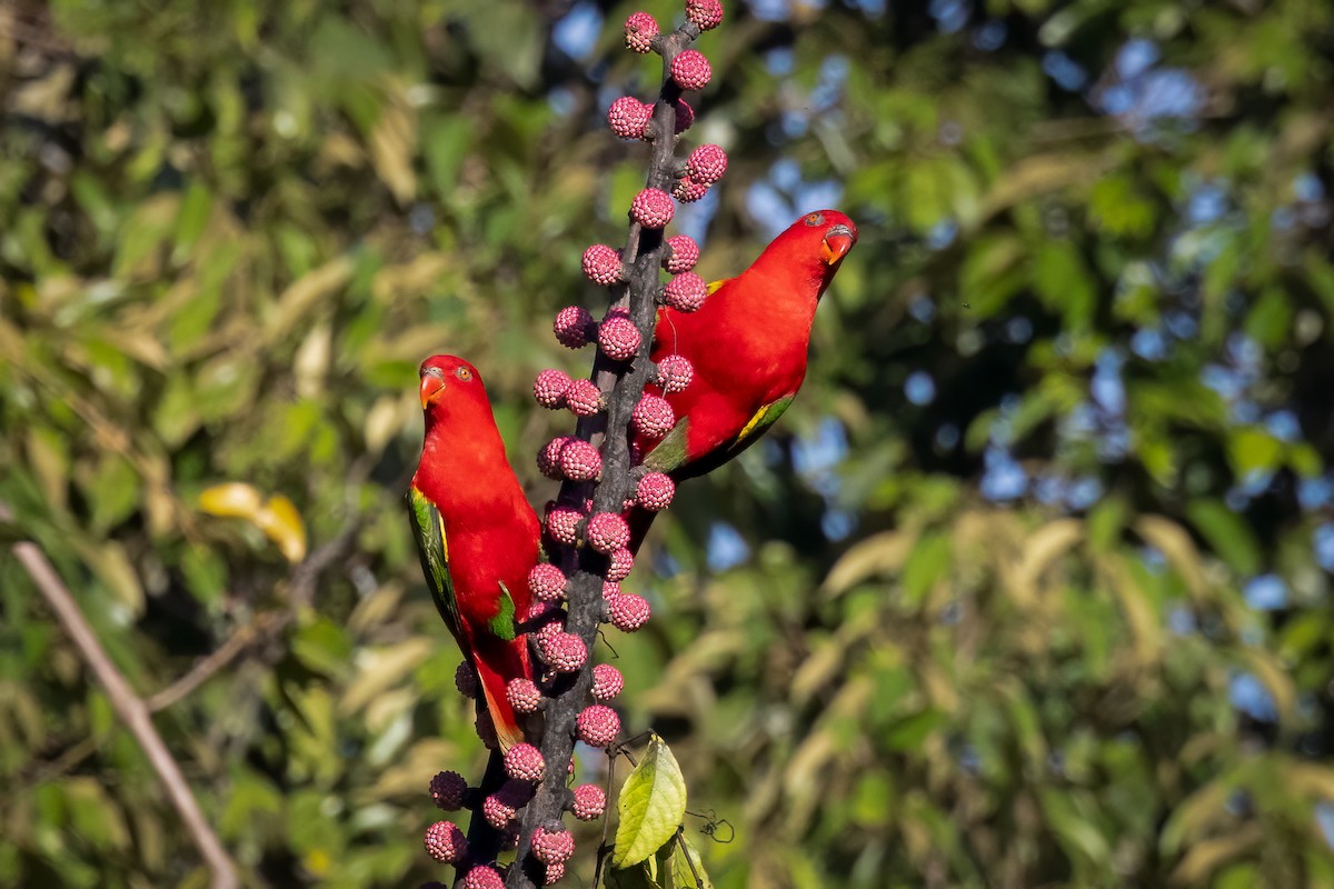 Chattering Lory - Frank Rietkerk