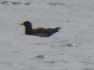 Parasitic Jaeger - ML610619947