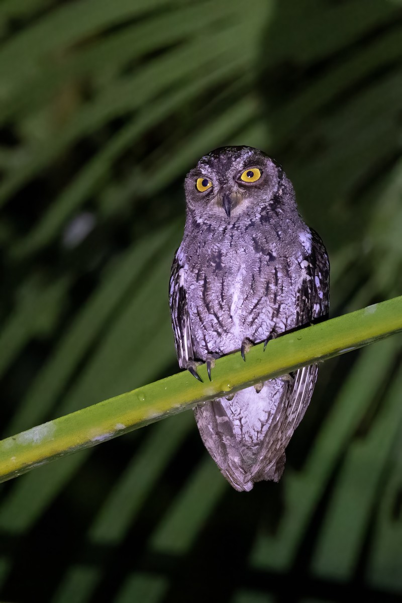 Moluccan Scops-Owl - ML610619954
