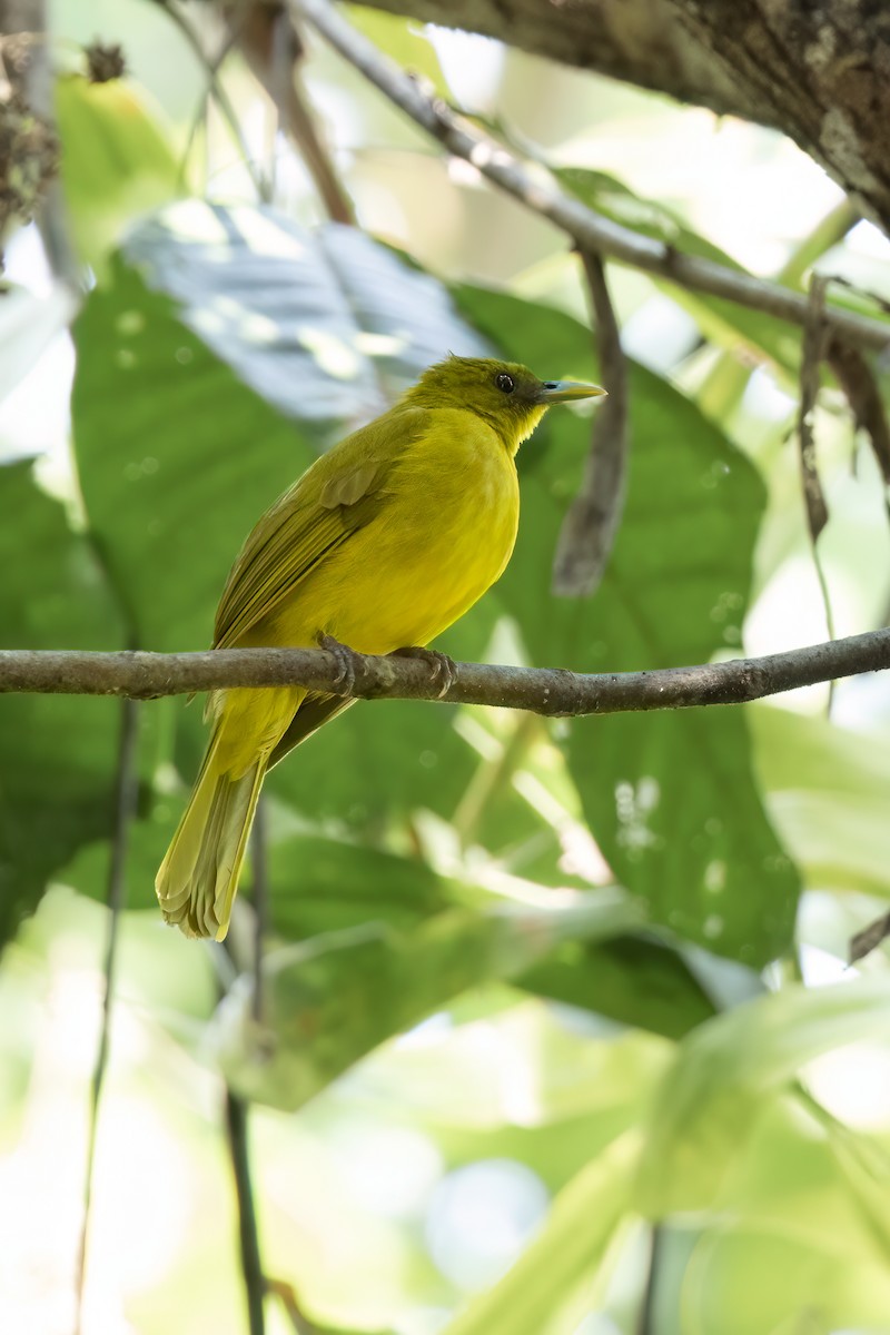 Halmahera Golden-Bulbul - ML610619970