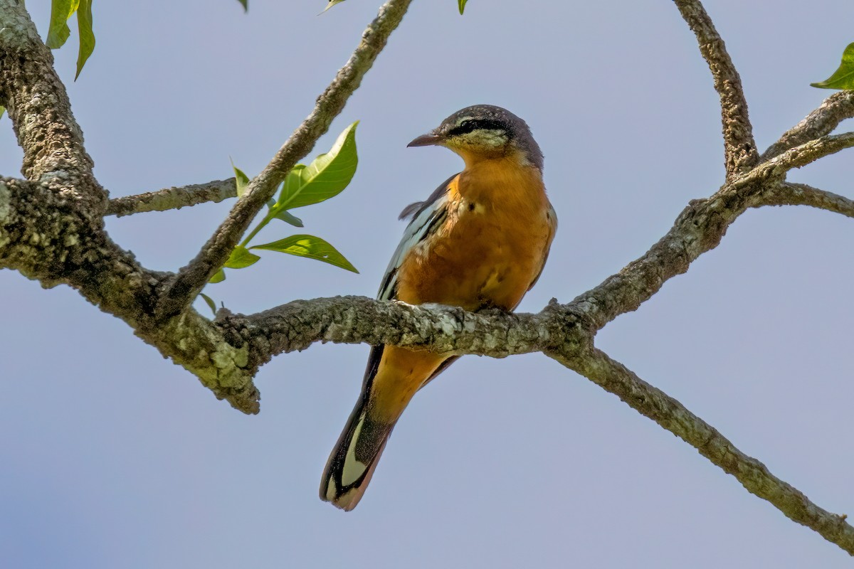 Rufous-bellied Triller - ML610619972