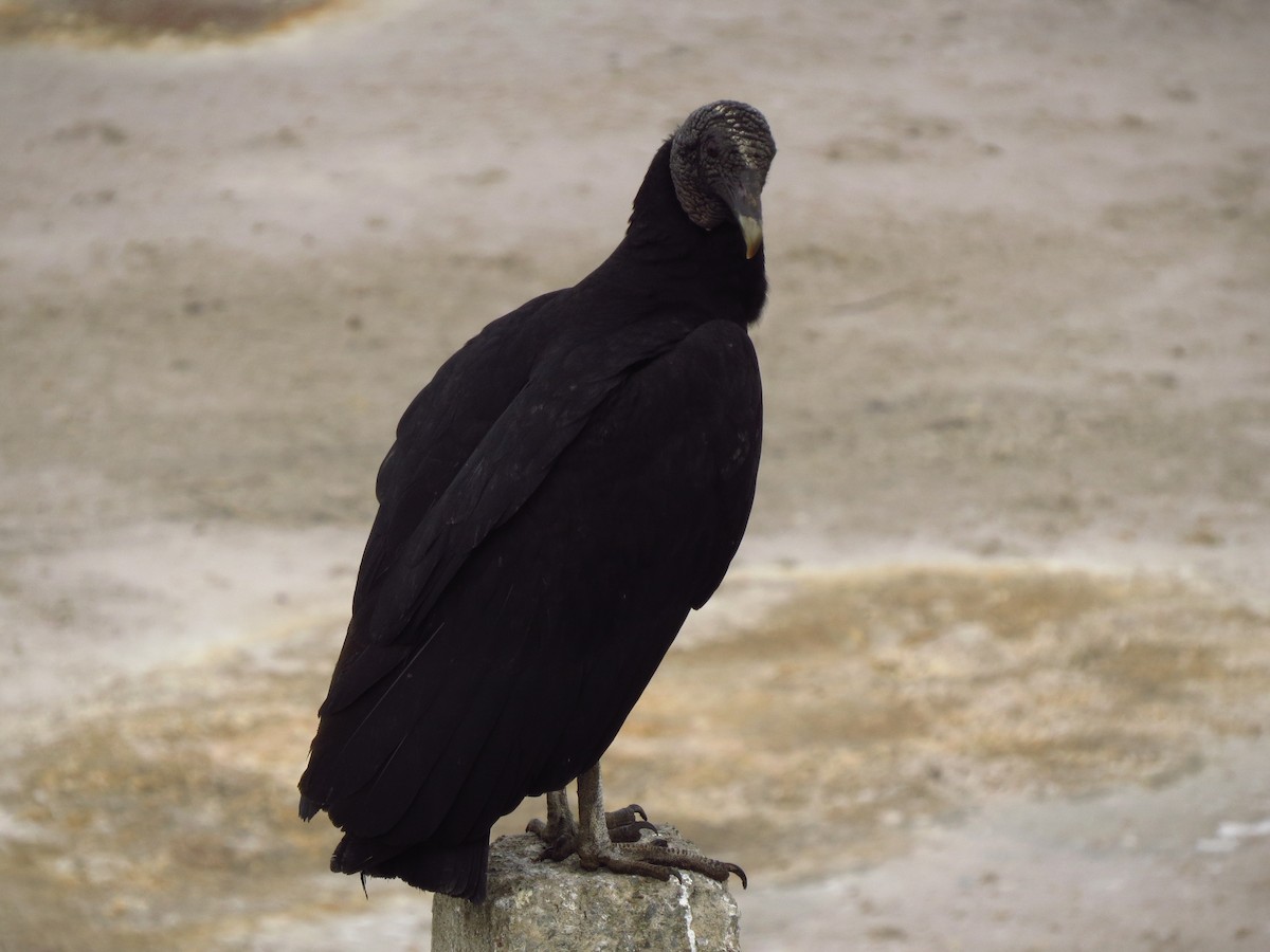Black Vulture - ML610619977