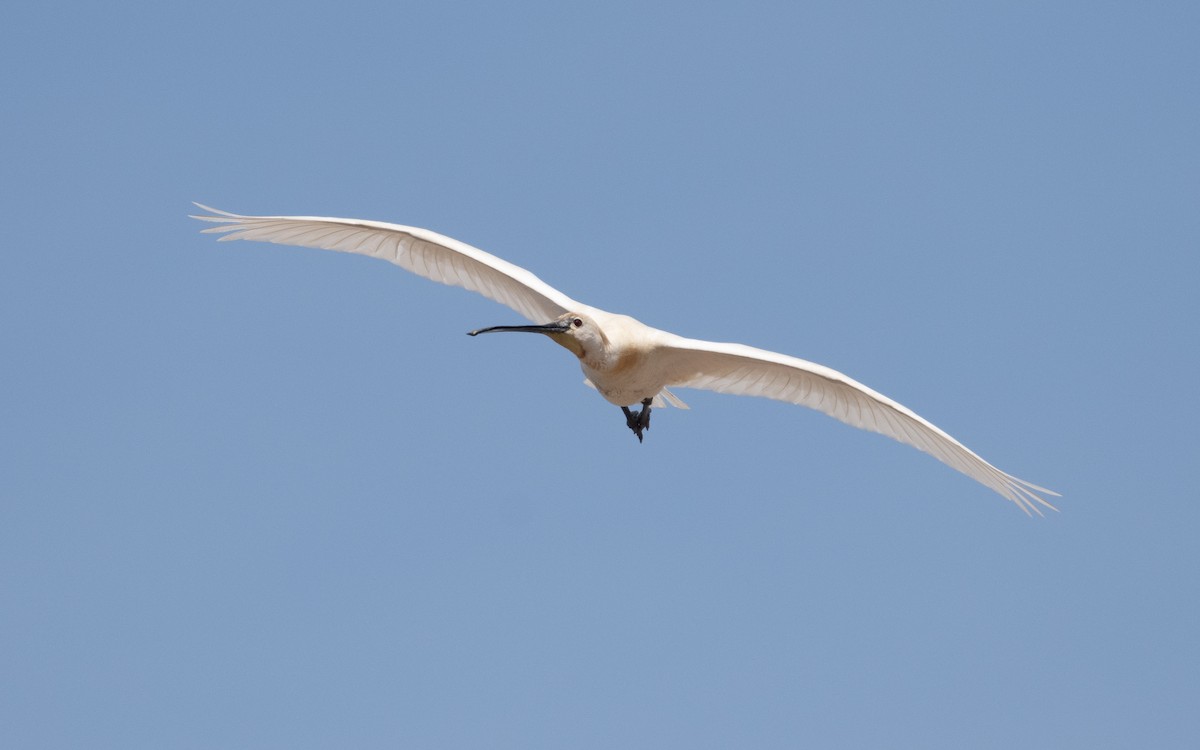 Eurasian Spoonbill - ML610620008