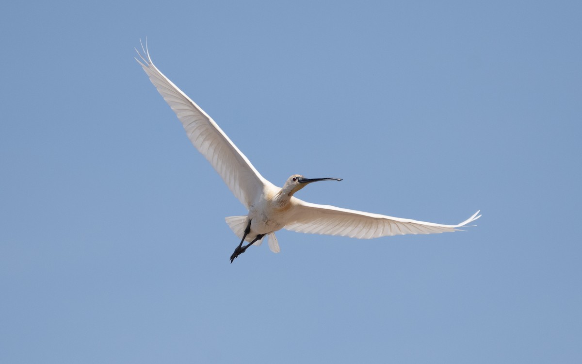 Eurasian Spoonbill - ML610620009