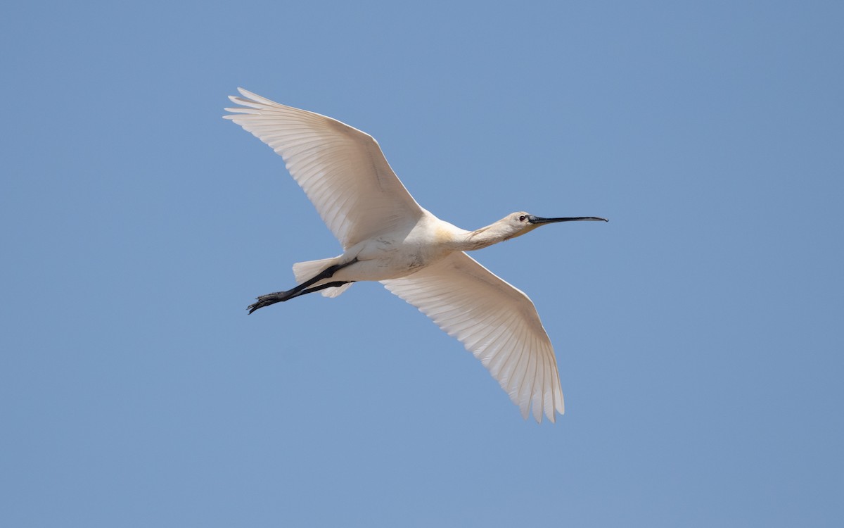 Eurasian Spoonbill - ML610620010