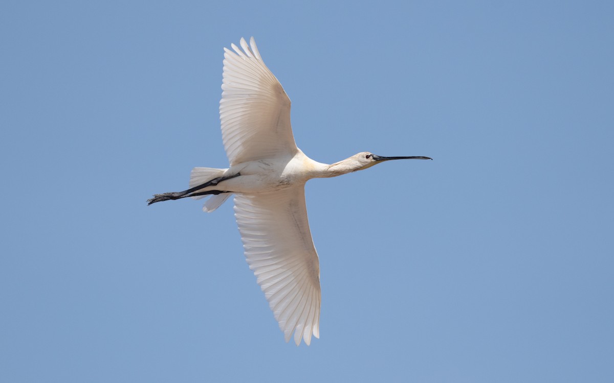 Eurasian Spoonbill - ML610620011