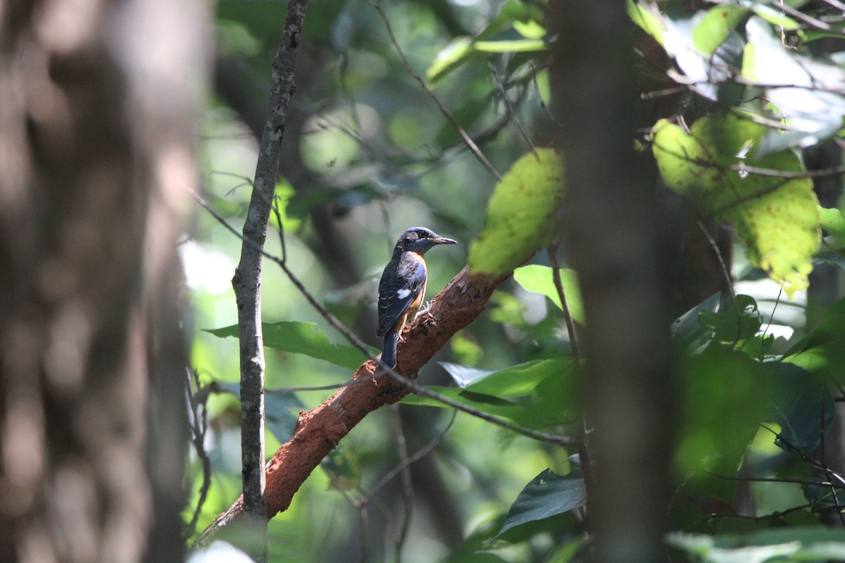 Blue-capped Rock-Thrush - Debojyoti Chakraborty