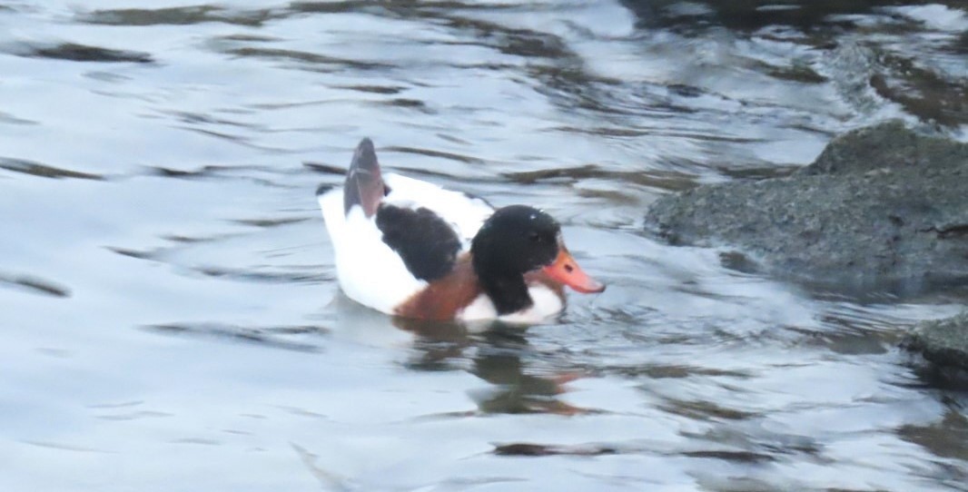 Common Shelduck - ML610620217