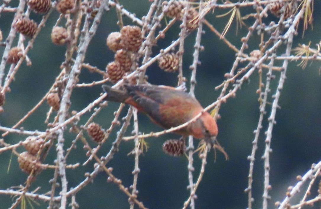 Bec-croisé des sapins - ML610620281