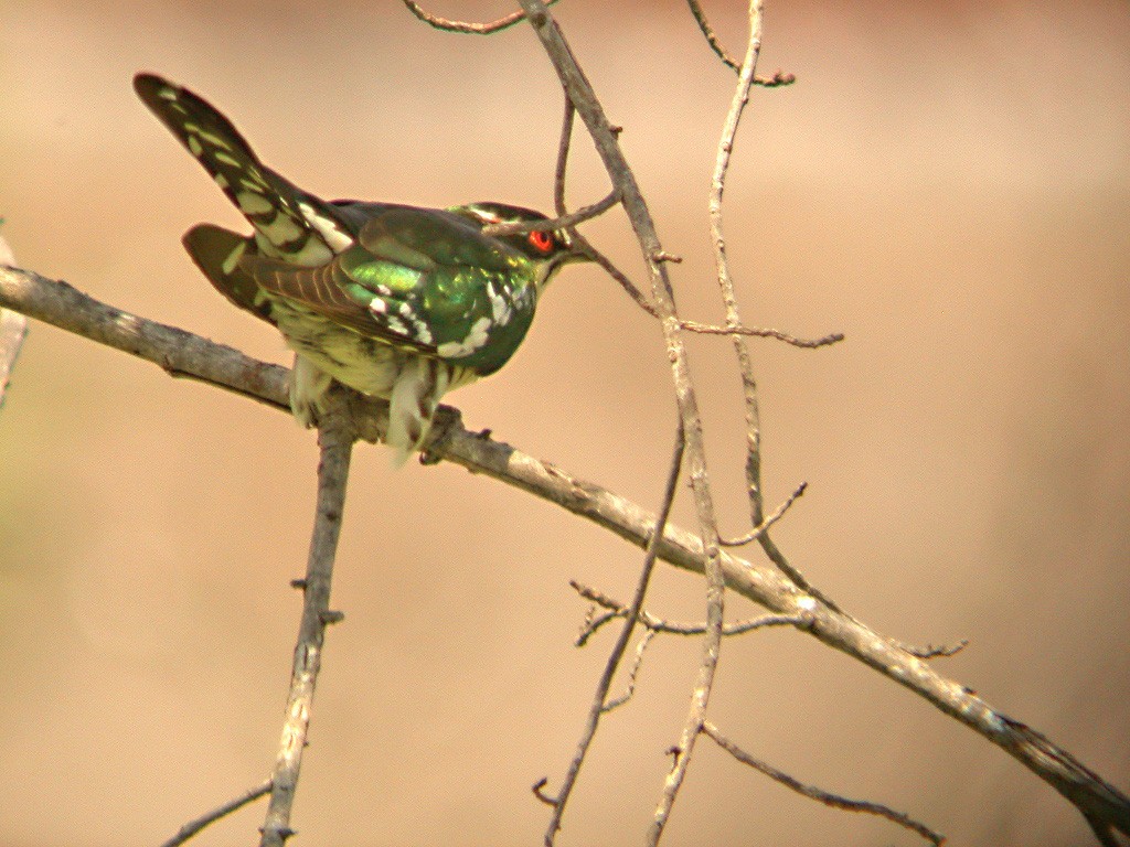 Dideric Cuckoo - ML610620474