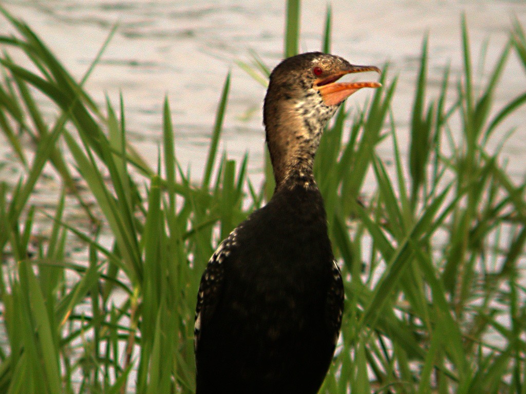 Cormorán Africano - ML610620526