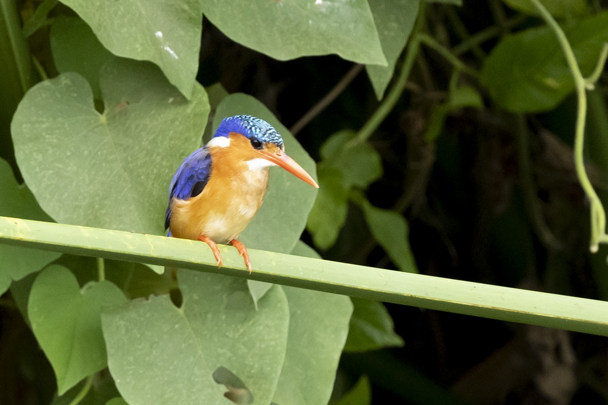 Malachite Kingfisher - Esha Munshi