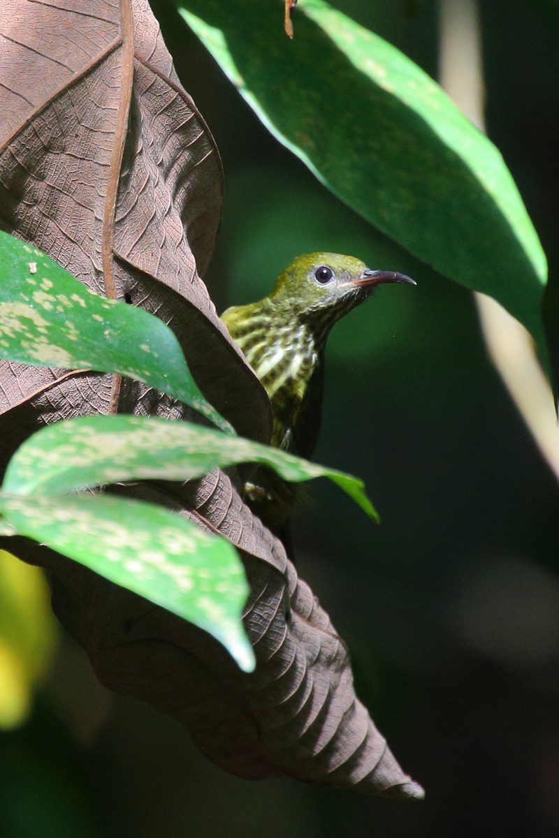 Purple-naped Spiderhunter - Meng Mee Lim