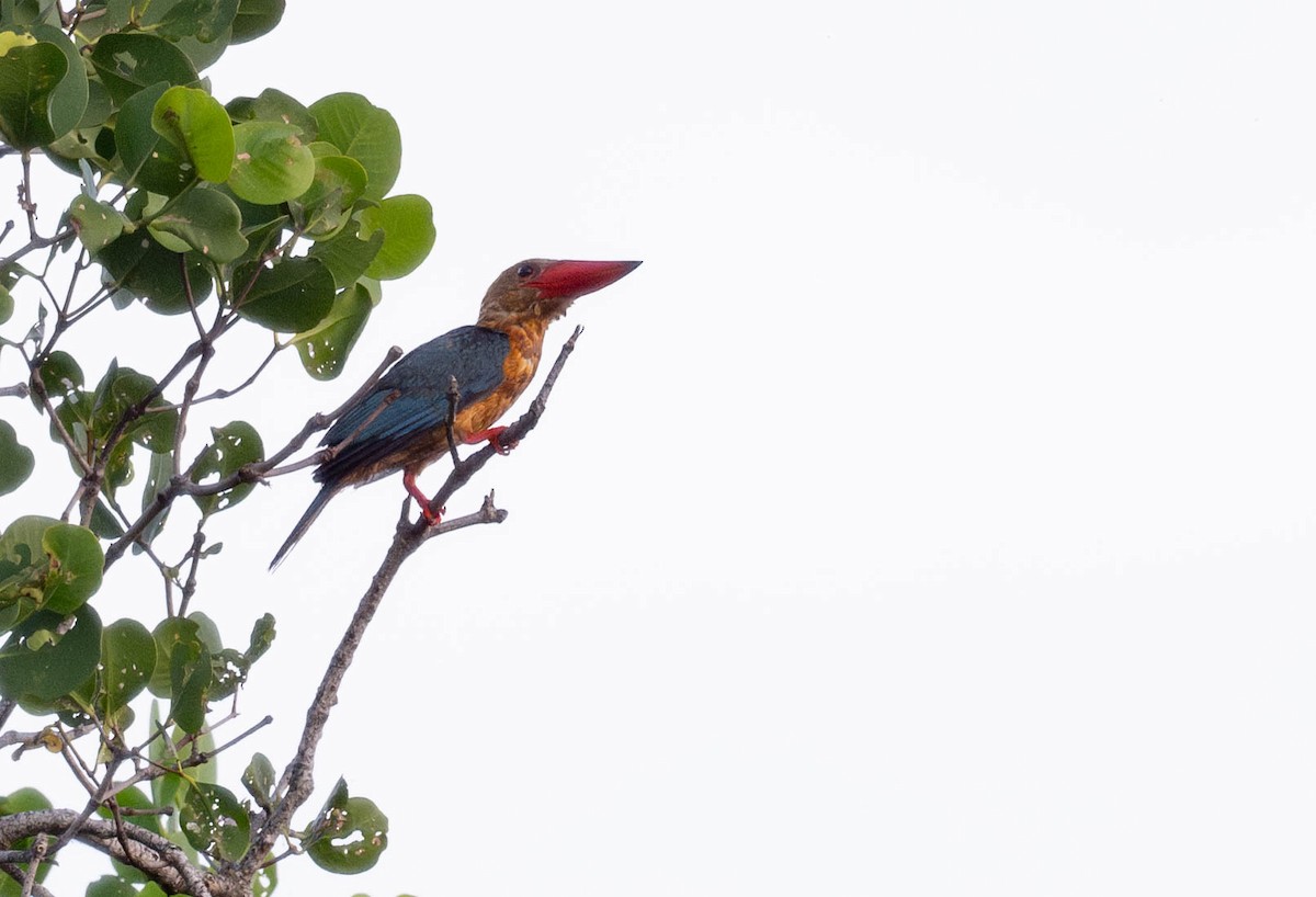 Stork-billed Kingfisher - jimmy Yao