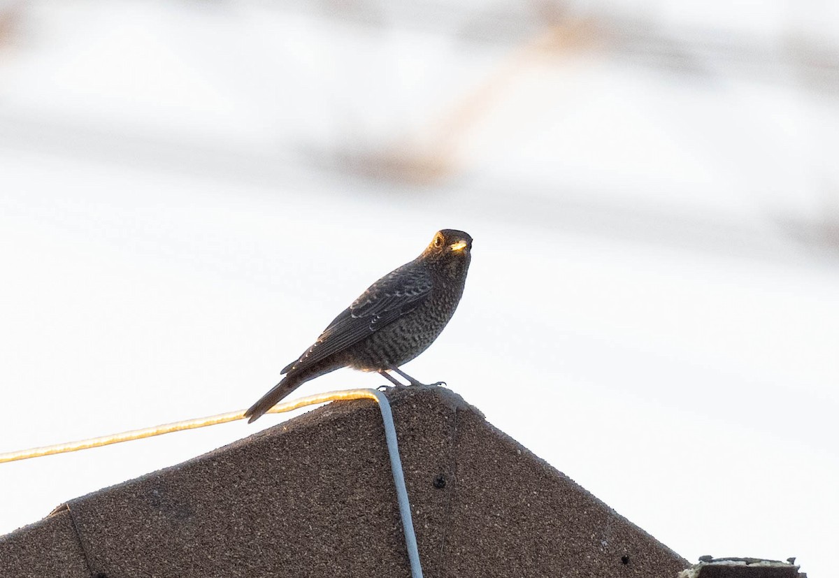 Blue Rock-Thrush - jimmy Yao