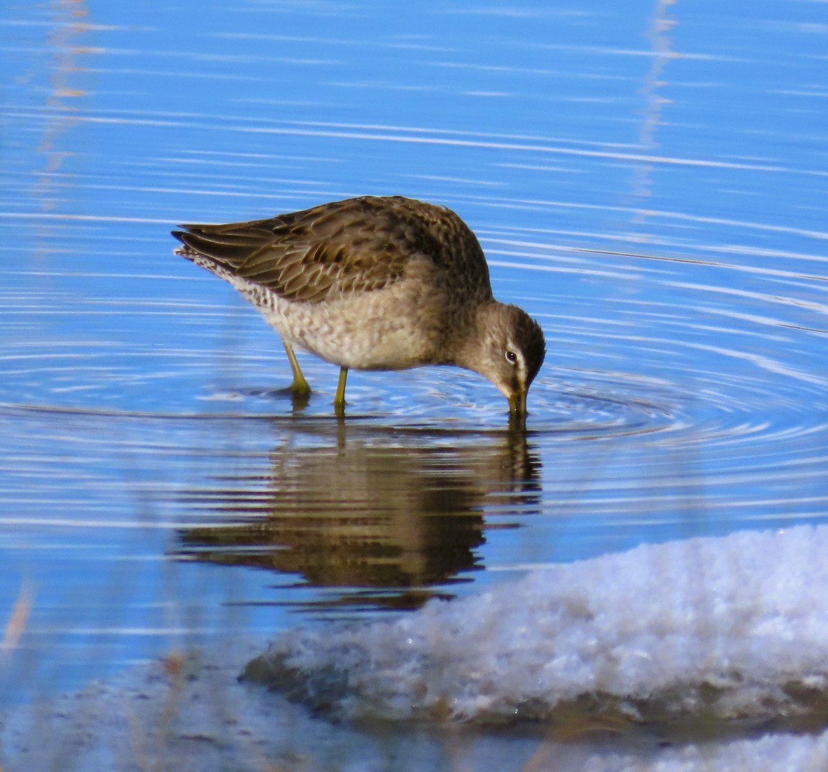 Long-billed Dowitcher - ML610620802