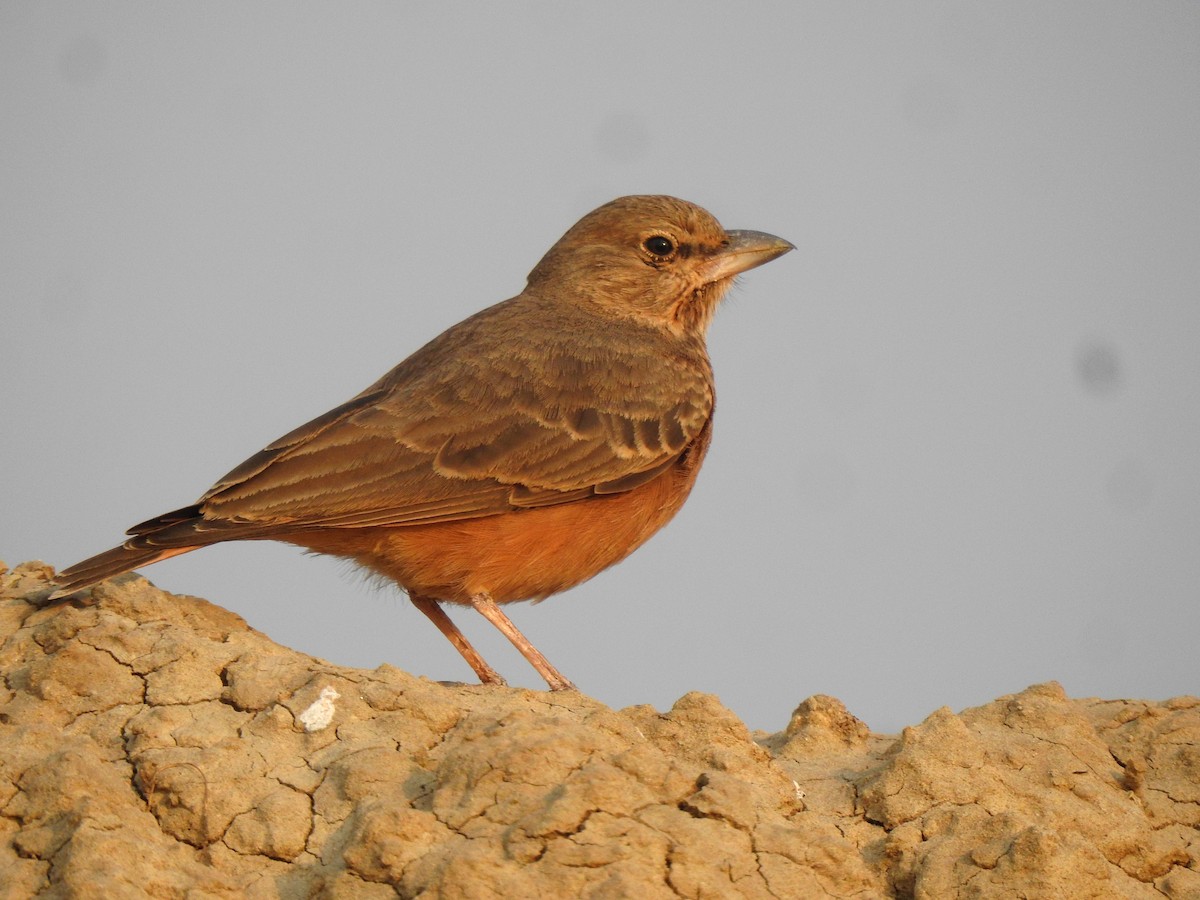 Rufous-tailed Lark - ML610620835