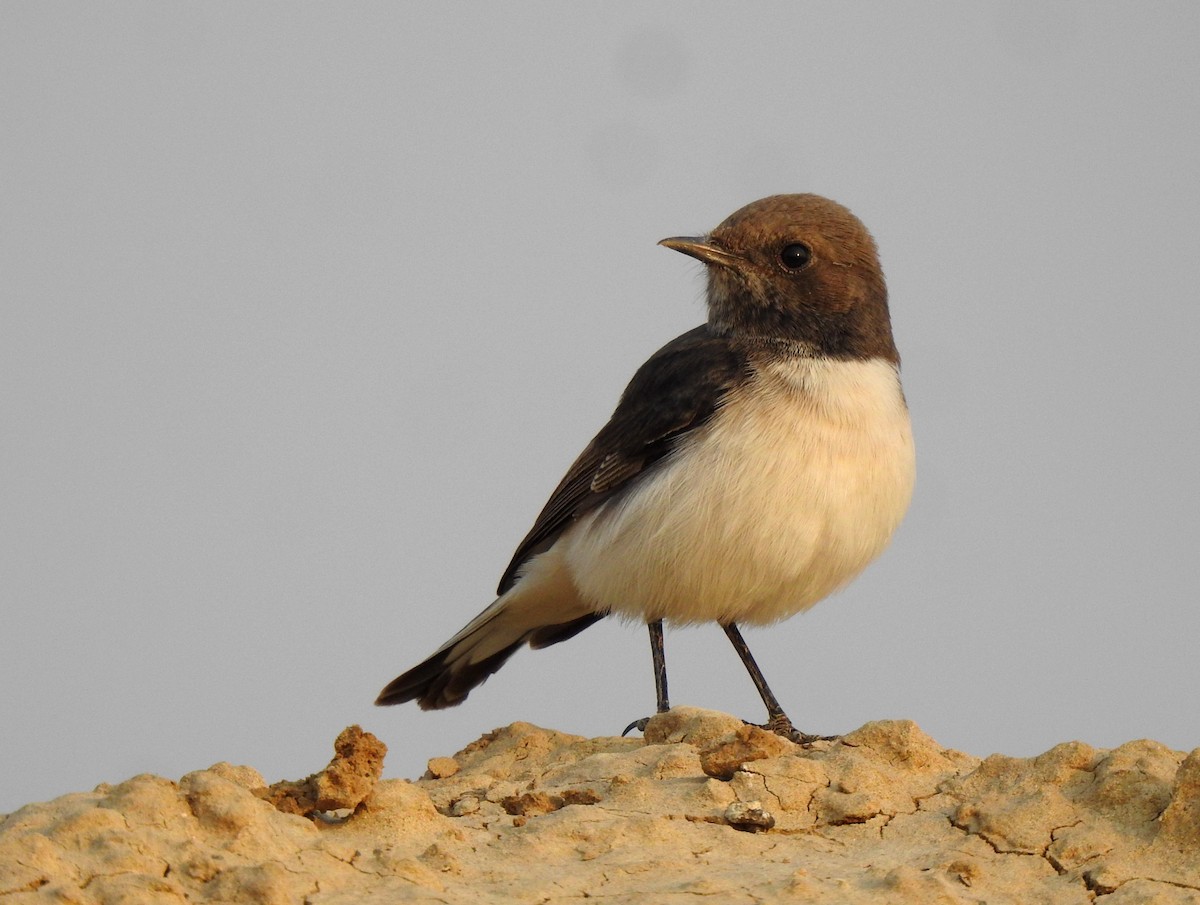 Variable Wheatear - ML610620845