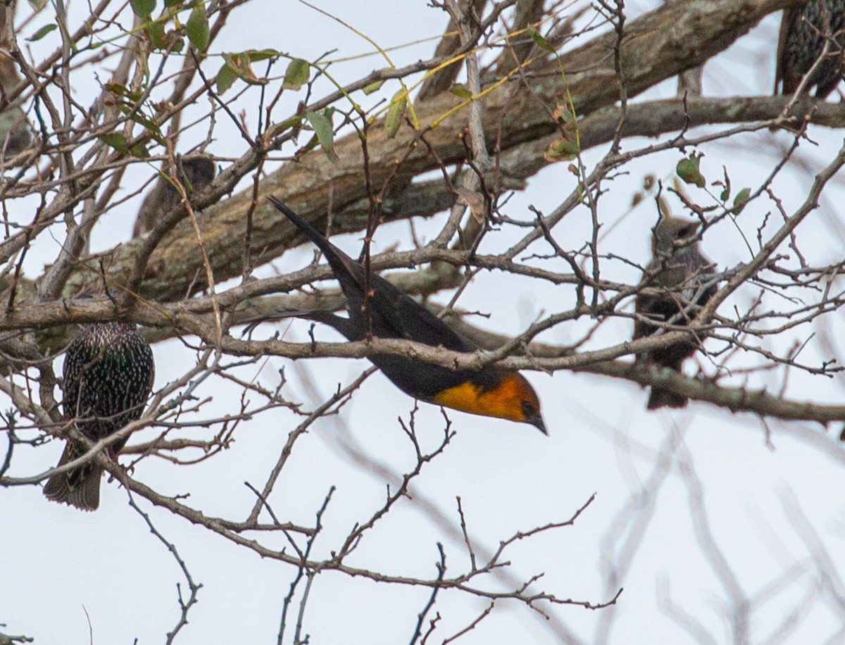 Yellow-headed Blackbird - ML610620894