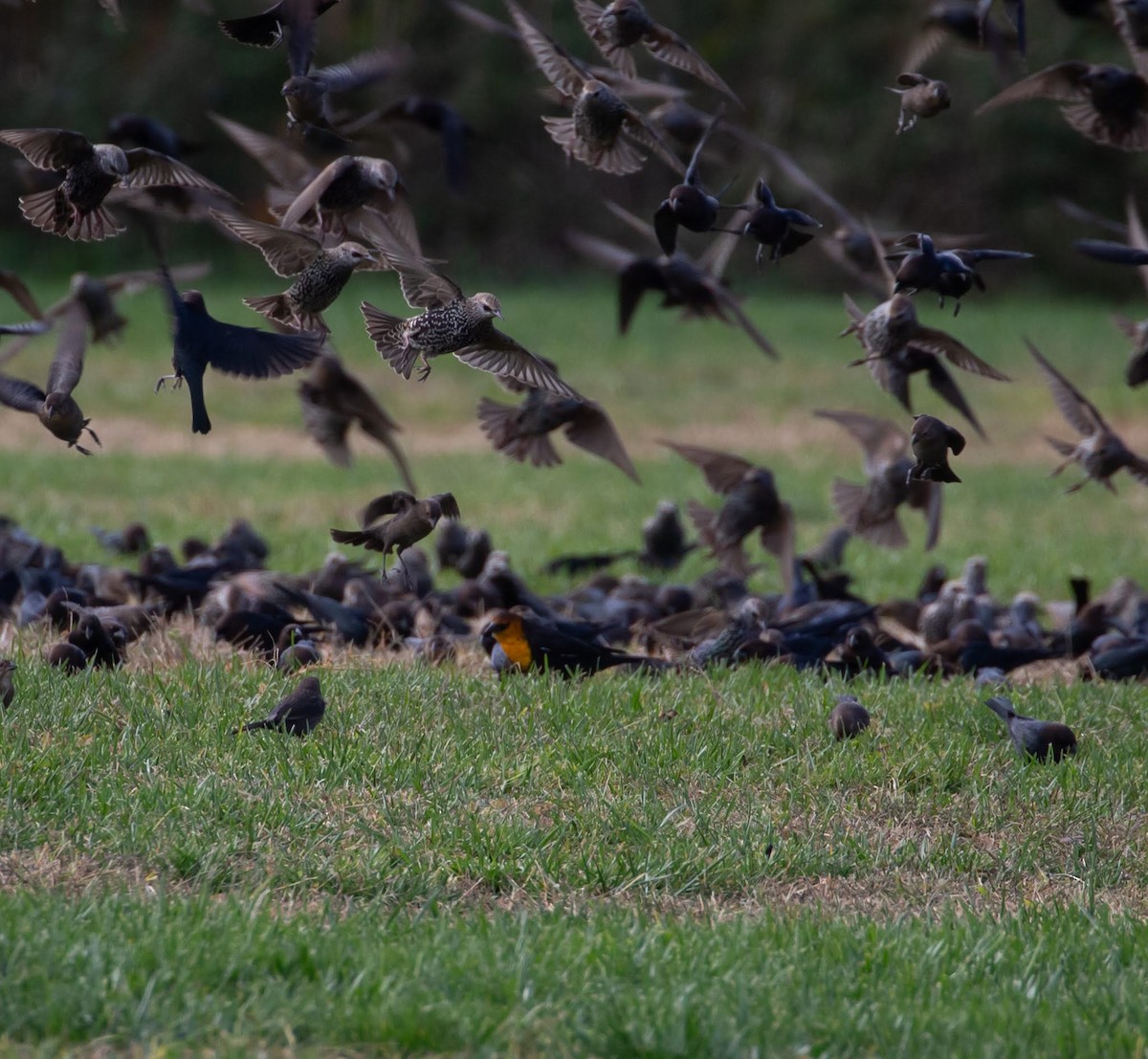 Yellow-headed Blackbird - ML610620900