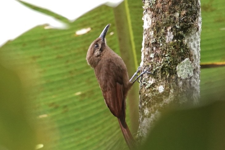 Plain-brown Woodcreeper - ML610620908