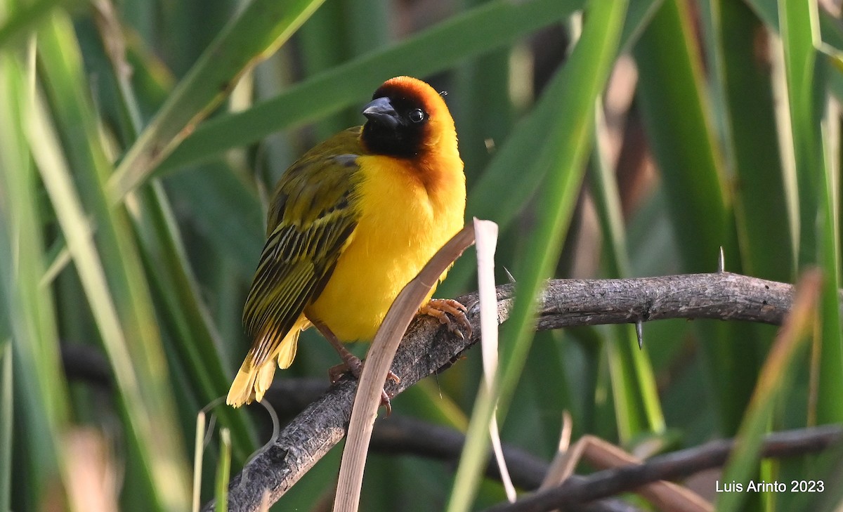 Northern Masked-Weaver - Luis Arinto